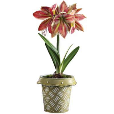 <font color=red>NEW</font> Exotic Star Solo Amaryllis
