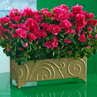 <font color=red>NEW</font> Red Azalea Centerpiece