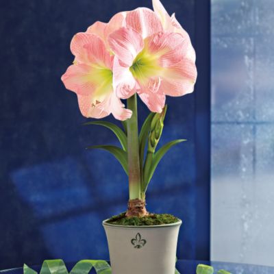 <font color=red>NEW</font> Budding Angelique Amaryllis