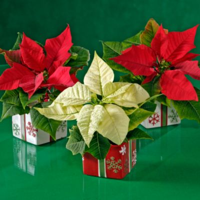 <font color=red>NEW</font> Mini-Poinsettias, set of 3