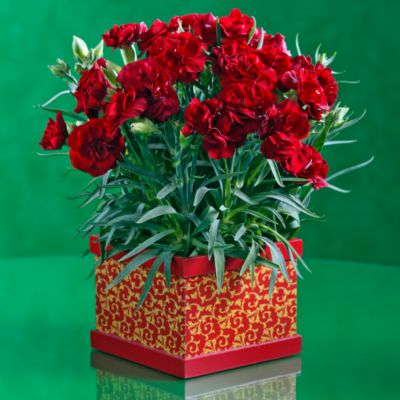 Holiday Red Carnation in Cachepot
