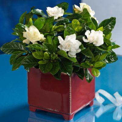 <font color=red>NEW</font> Petite Gardenia with Cachepot