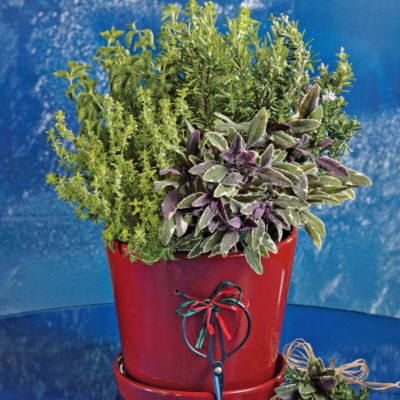 <font color=red>NEW</font> Culinary Herb Basket