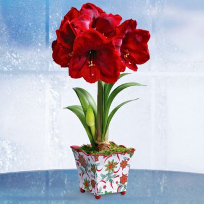 Holiday Scarlet Amaryllis in Grand Holiday Container