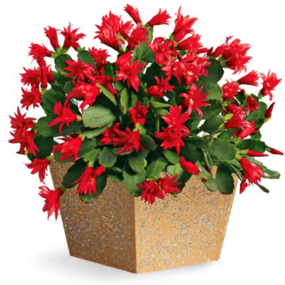 Christmas Cactus