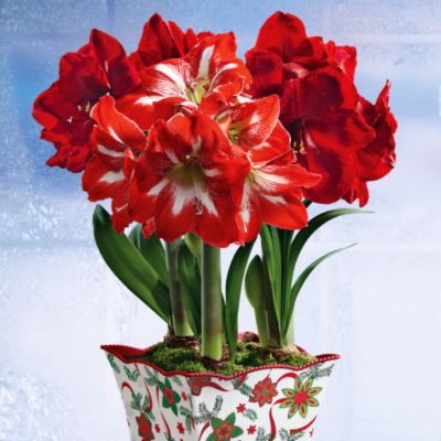Two Holiday Scarlet and one Candycane Amaryllis in Grand Holiday container.