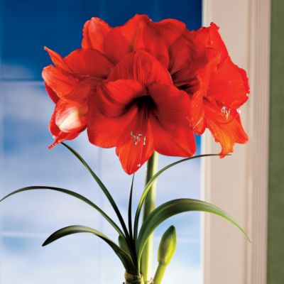 Crimson Amaryllis