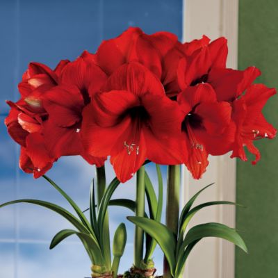 Three Crimson Amaryllis in a Nursery Pot