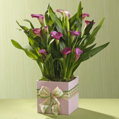 Calla Lily in Container
