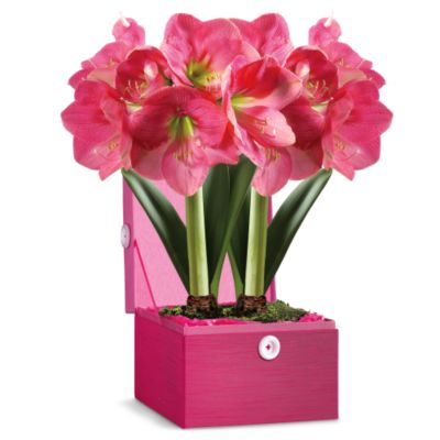 <font color=red>NEW</font> Two Pink Amaryllis in Gift Box