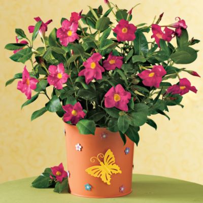 Garden Party Mandevilla