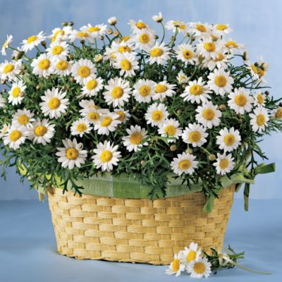 Marguerite Daisy Centerpiece