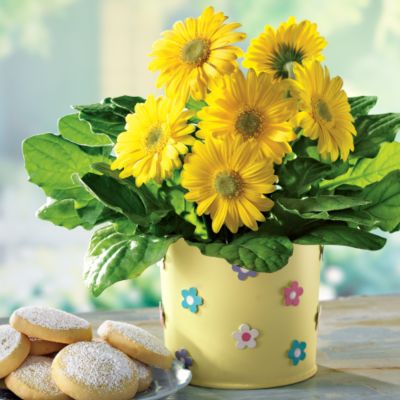 Brilliant Daisies with Shortbread Cookies