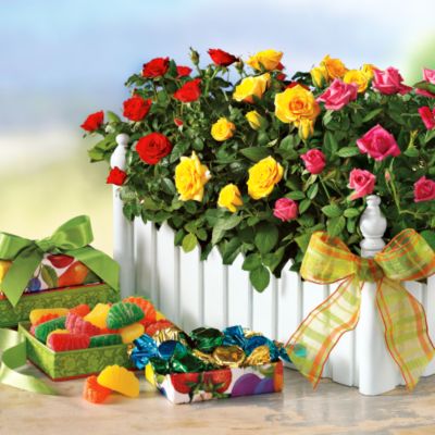 Summer Rose Garden &amp; Treats