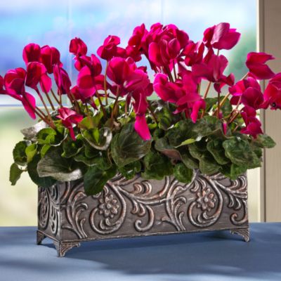 Cyclamen Duo in Windowbox