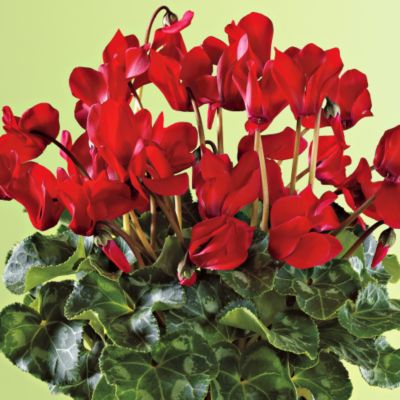 12-month Flowering Plant Club (Begins December)