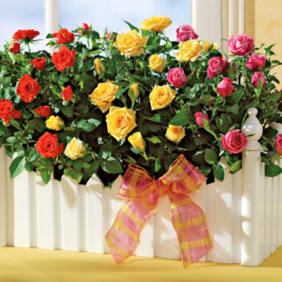 Rose Garden Flowering Gift