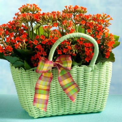 Kalanchoe in Tote