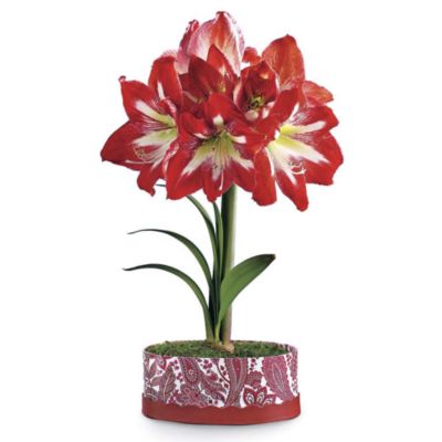 Bethlehem Star Amaryllis