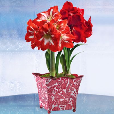 Holiday Scarlet and Candycane Amaryllis in Grand Holiday Container