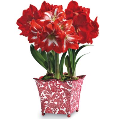 Two Holiday Scarlet and one Candycane Amaryllis in Grand Holiday container.