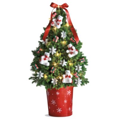Polar Bear Spruce Tree