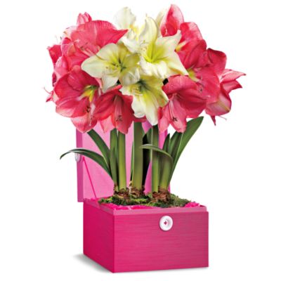 <font color=red>NEW</font> Two Pink and One White Amaryllis in Gift Box