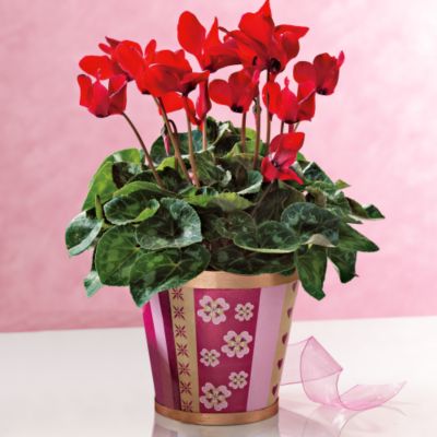Cyclamen in Cachepot