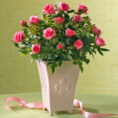 <font color=red>NEW</font> Miniature Rose in Cachepot