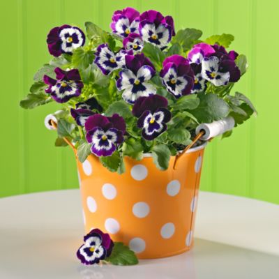 <font color=red>NEW</font> Spring Pansy Pail