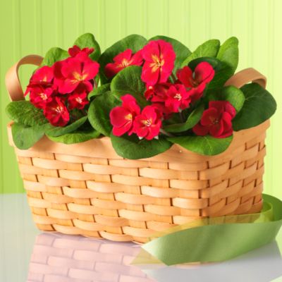 Spring Primrose Gift Basket