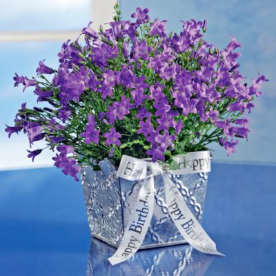 <font color=red>NEW</font> Winter Blue Campanula