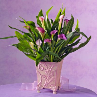 Elegant Calla Lily Plant Gift