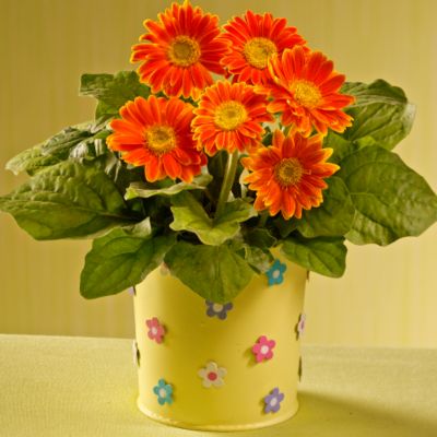 Dazzling Daisies Plant Gift