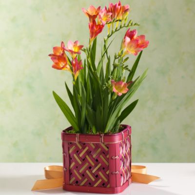 Fragrant Freesia in Gift Basket