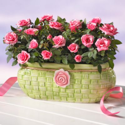 Rose Duo Plant Gift
