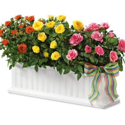 Wainscot Rose Garden Plant Gift