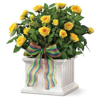 Wainscot Rose Box Plant Gift