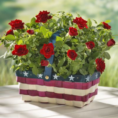 Americana Rose Duet