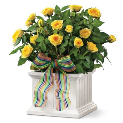 <font color=red>NEW</font> Wainscot Rose Box Plant Gift