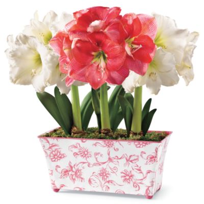 One Pink and Two White Amaryllis in Gift Box