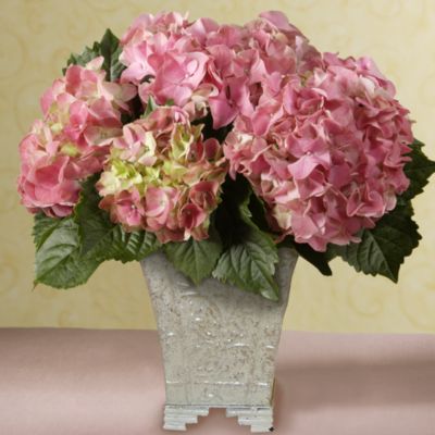 Hydrangea in Cachepot