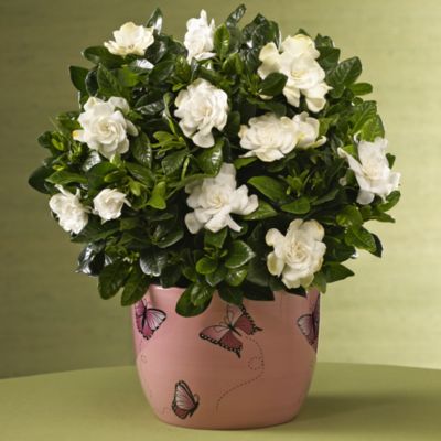 Fragrant Gardenia in Cachepot