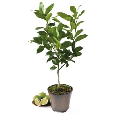 <span style=color:#bb0011>NEW</span> Miniature Key Lime Patio Tree