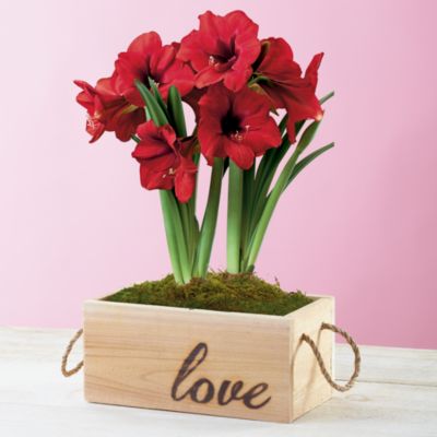 Red Lion Amaryllis Plant Gift
