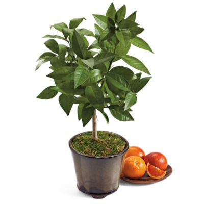 <span style=color:#bb0011>NEW</span> Blood Orange Patio Tree