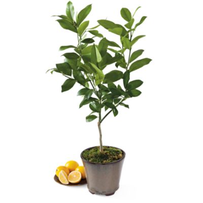 <span style=color:#bb0011>NEW</span> Meyer Lemon Patio Tree