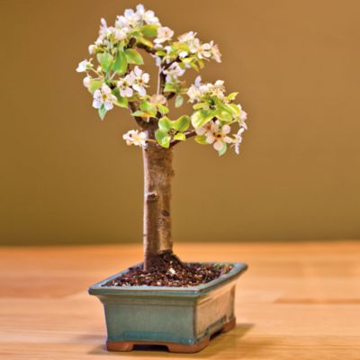 <span style=color:#bb0011>NEW</span> Dwarf Bartlett Pear Bonsai Tree Gift