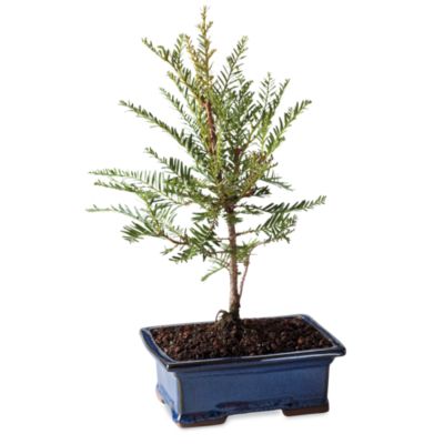 <span style=color:#bb0011>NEW</span> California Redwood Bonsai Tree Gift