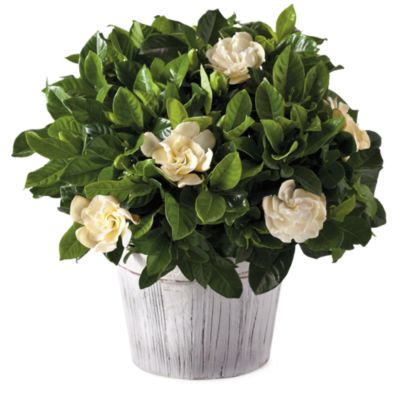 Gardenia Gift Plant
